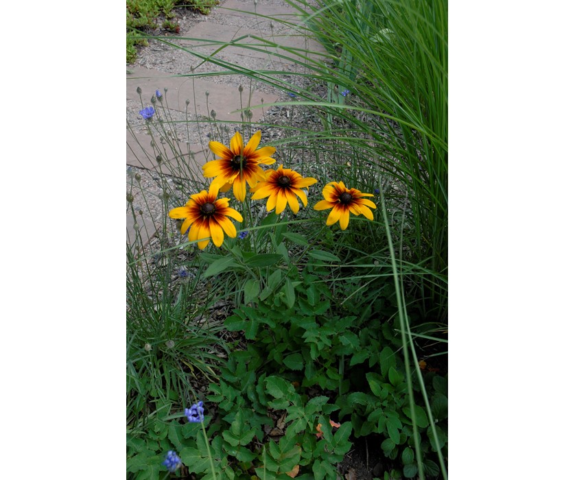 Black-eyed Susan